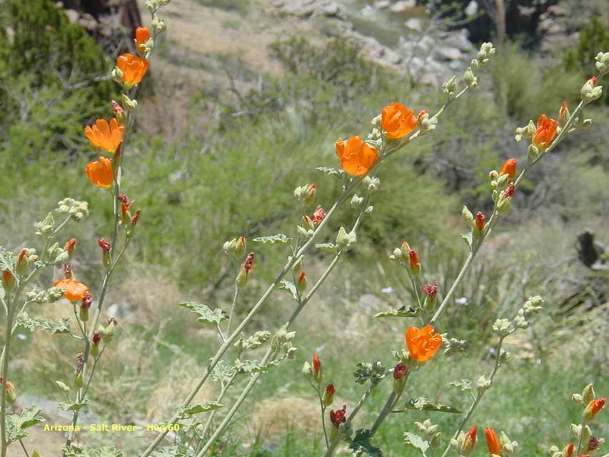 arizona - salt river canyon - la flore locale 